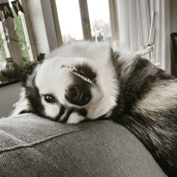 husky teeth