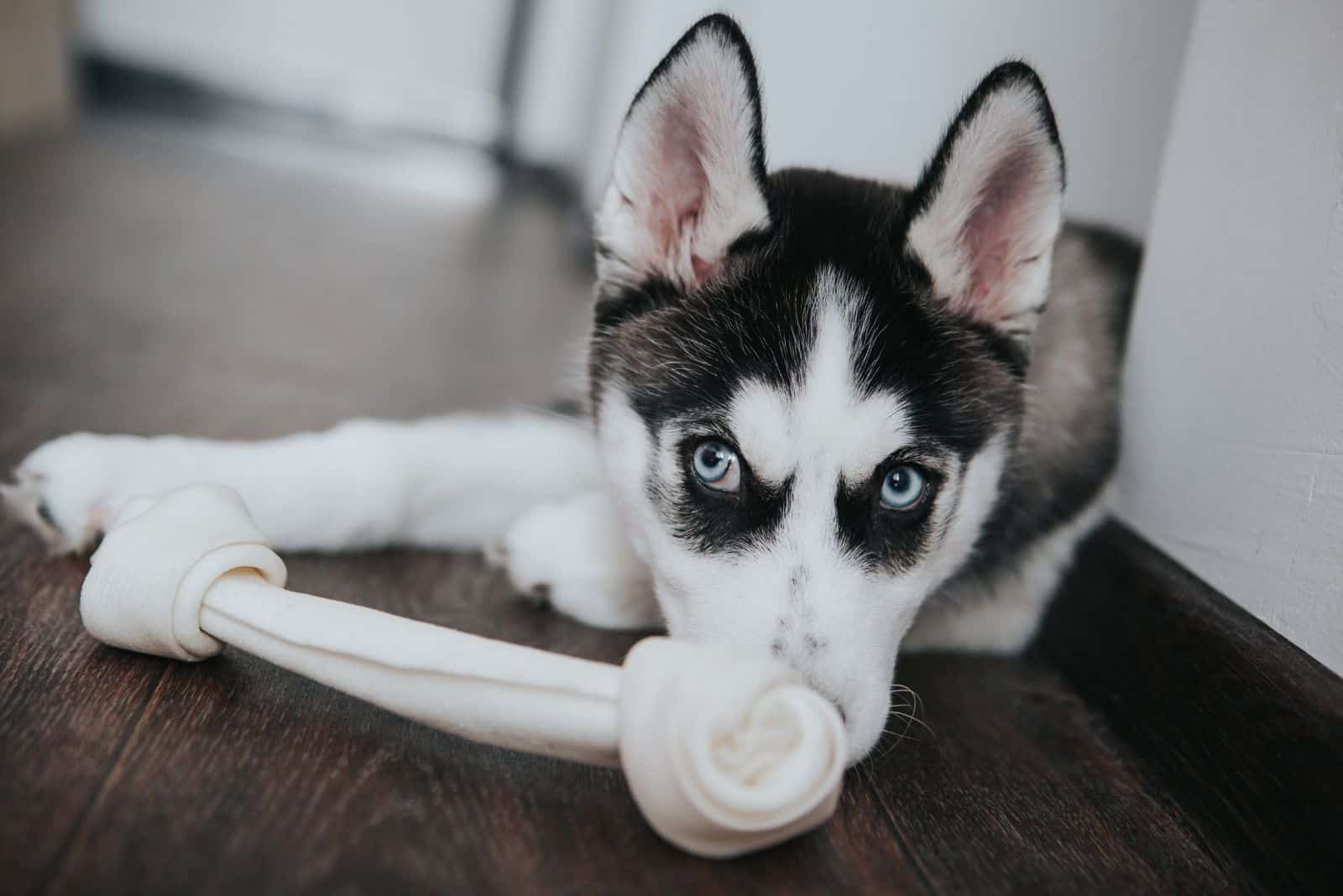 Husky Teething: How To Cope With Teething Husky Puppies