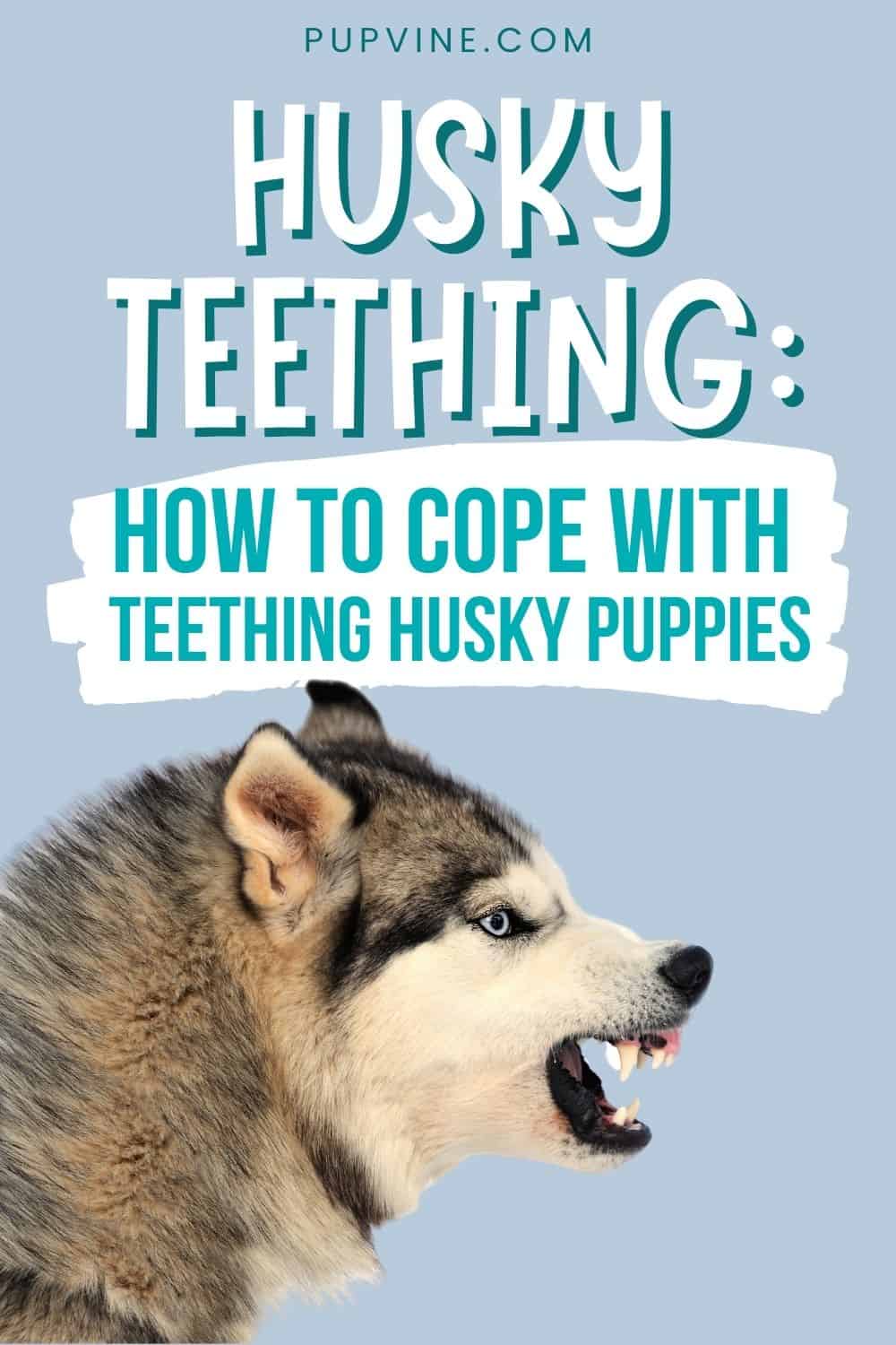 Husky Teething: How To Cope With Teething Husky Puppies