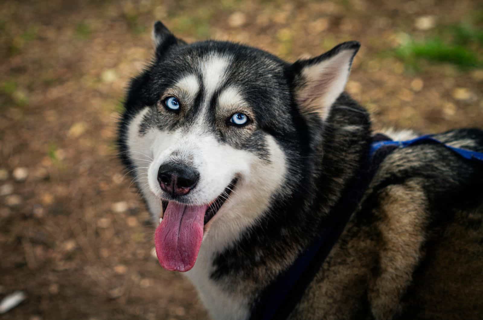 husky dog in nature