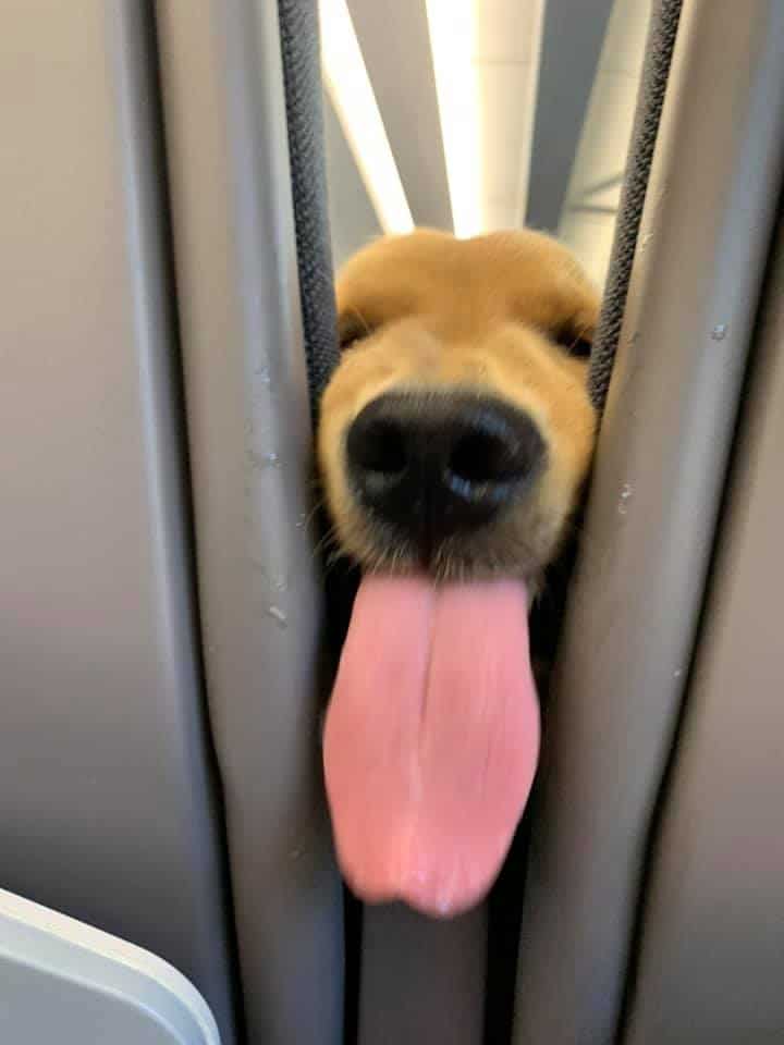 Huxley sticking his tongue out on the plane