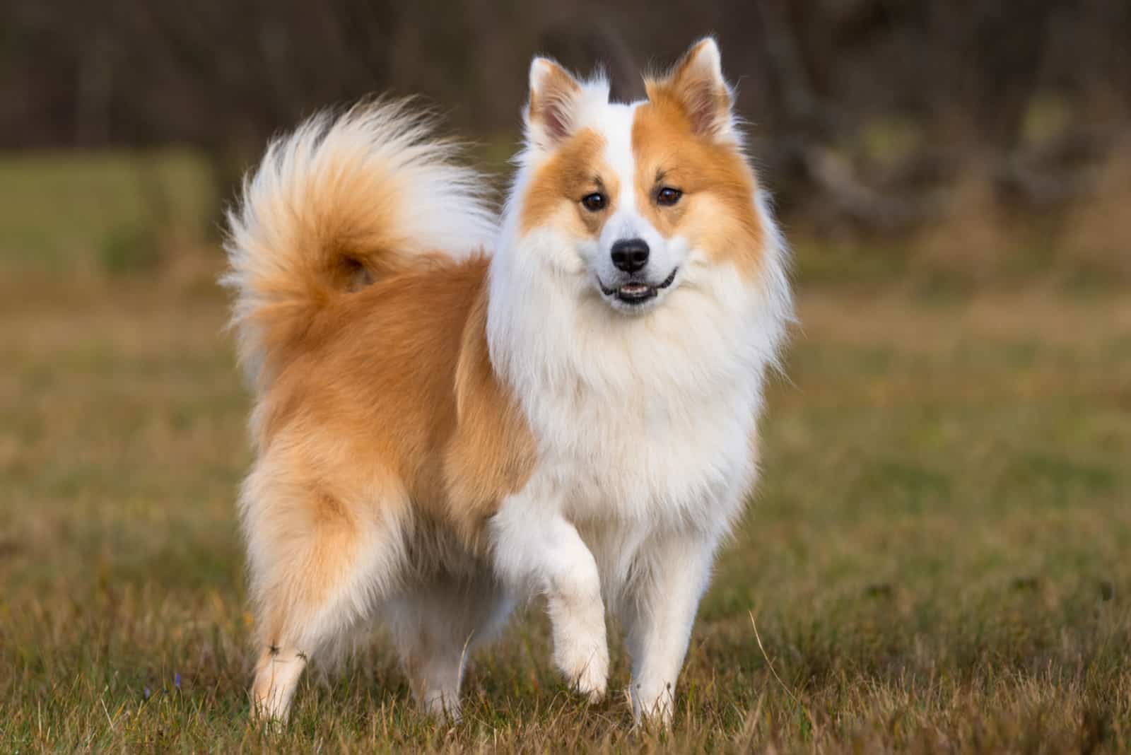 Icelandic Sheepdog standing in a field