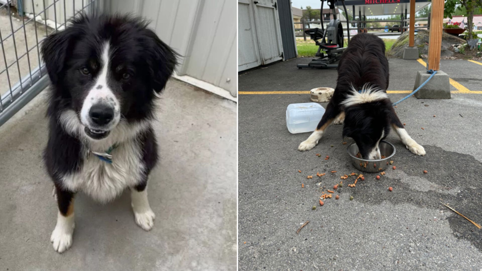 Idaho Shelter Staff Heartbroken After Finding A Terrified Border Collie Mix Tied Up To Their Donation Shed