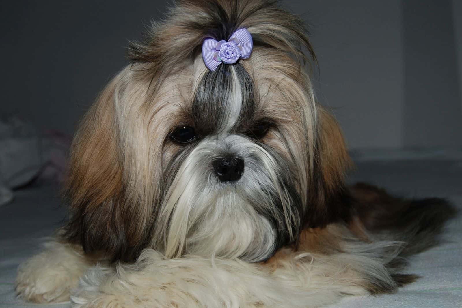 Imperial Shih Tzu: A Teacup Dog Breed That Doesn’t Exist?