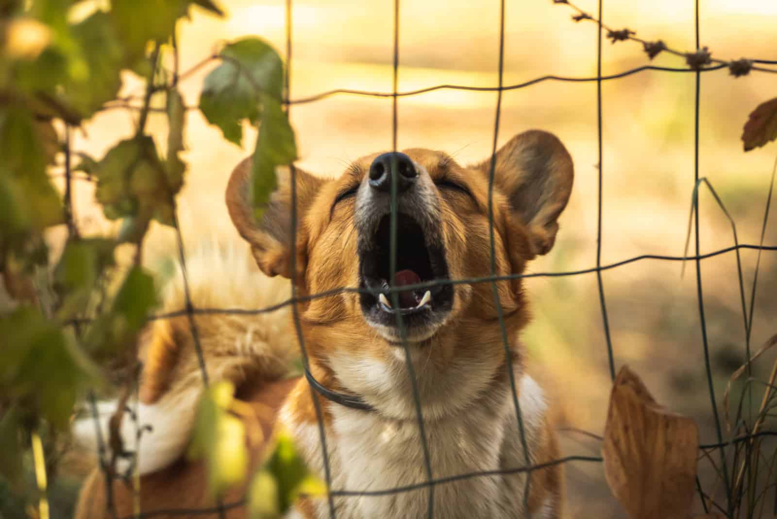 in the yard next to the fence stands a Corgi and barks at something