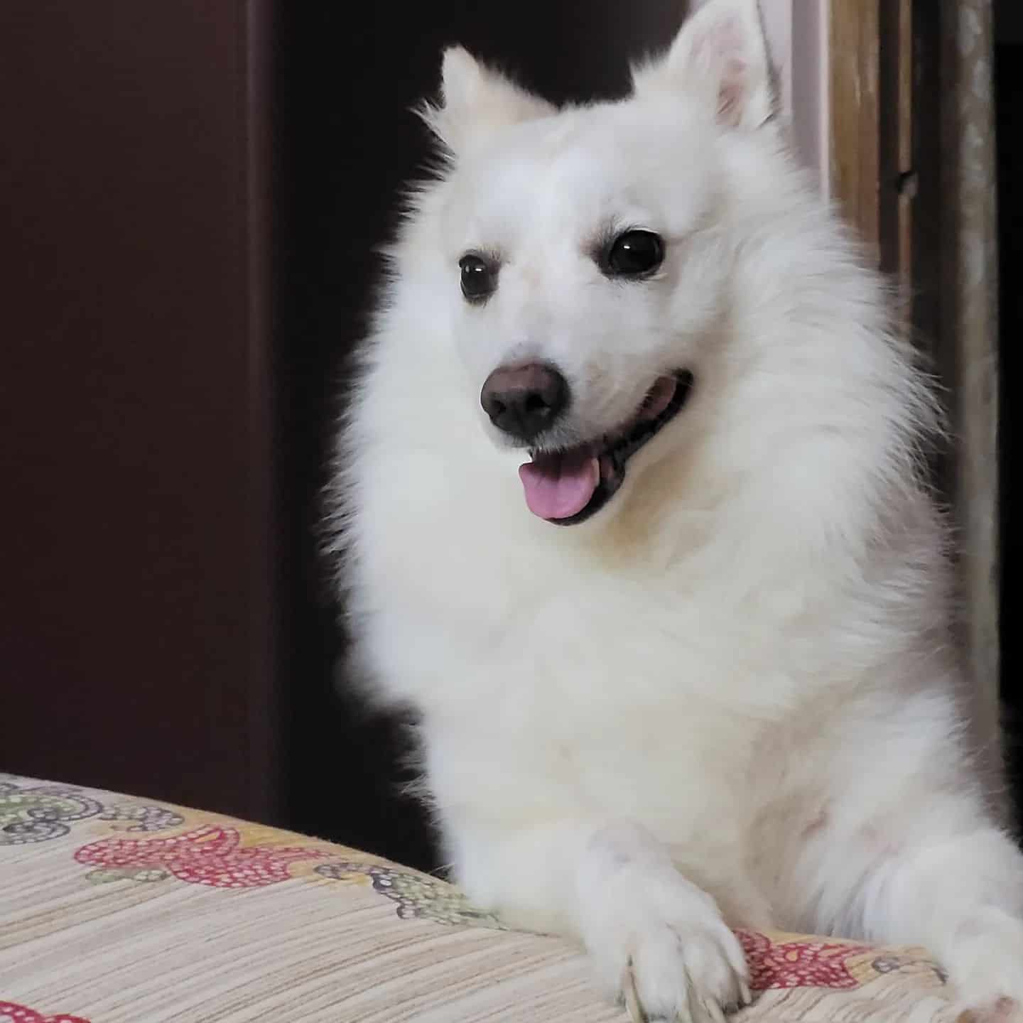 Indian Spitz dog