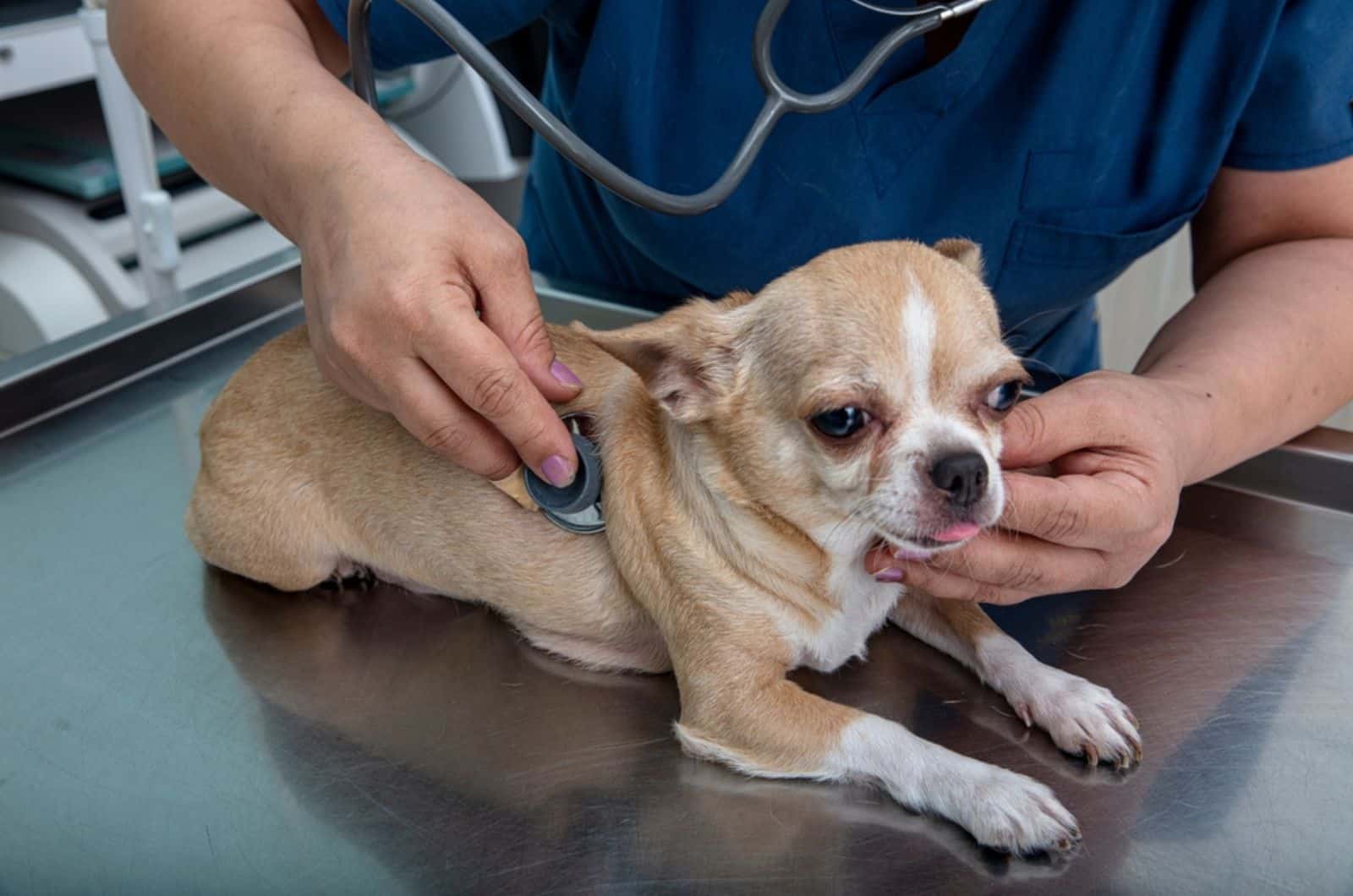 injured chihuahua at vet