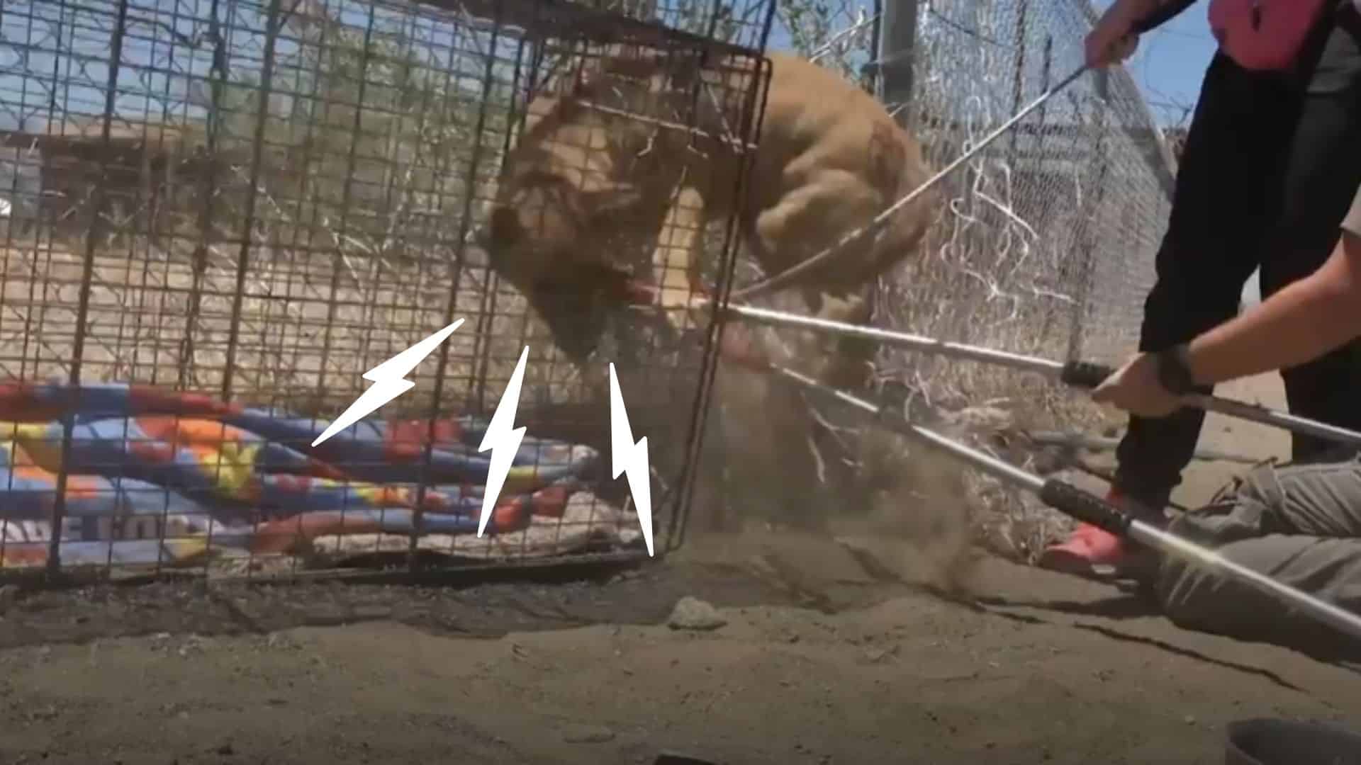 Injured Desert GSD Gets Saved By Animal Rescue