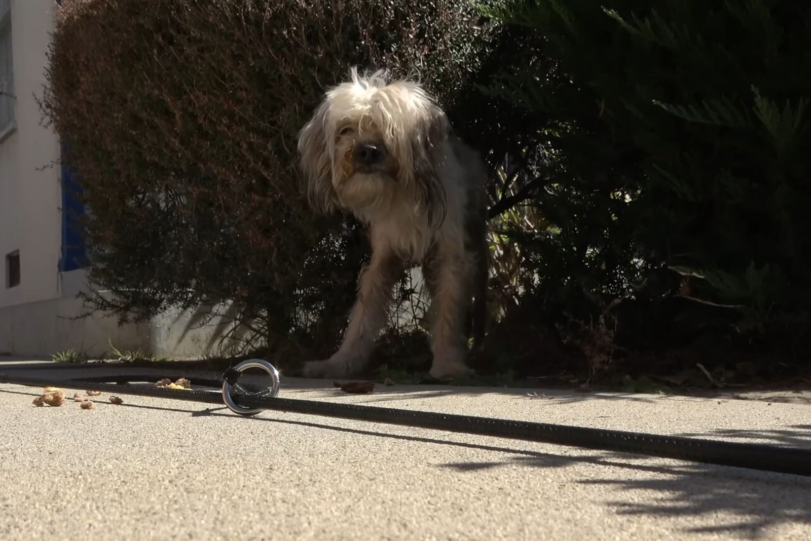 injured dog standing in a bush