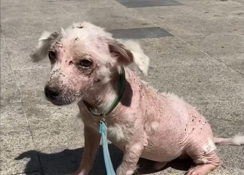 injured dog with necklace