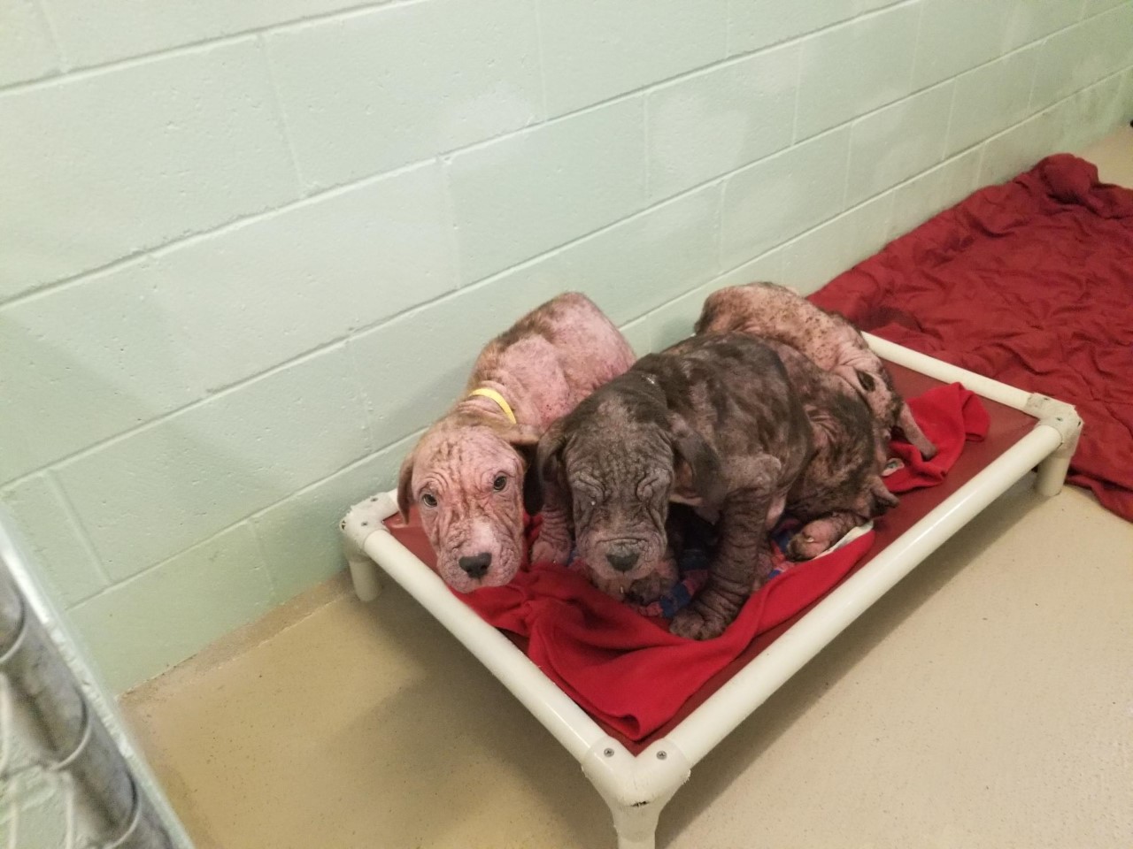 Injured dogs in vet hospital