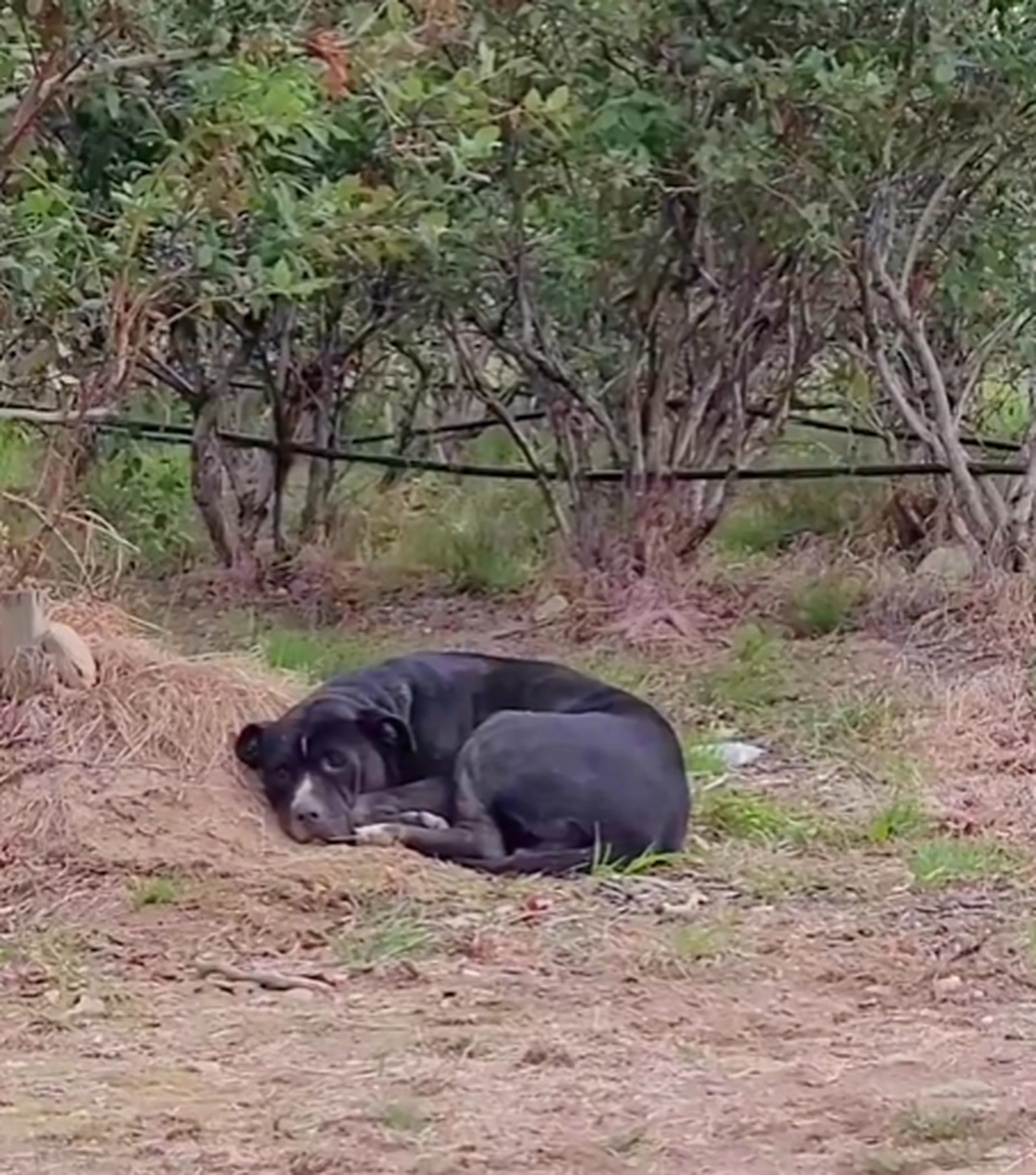 injured pitbull lying down