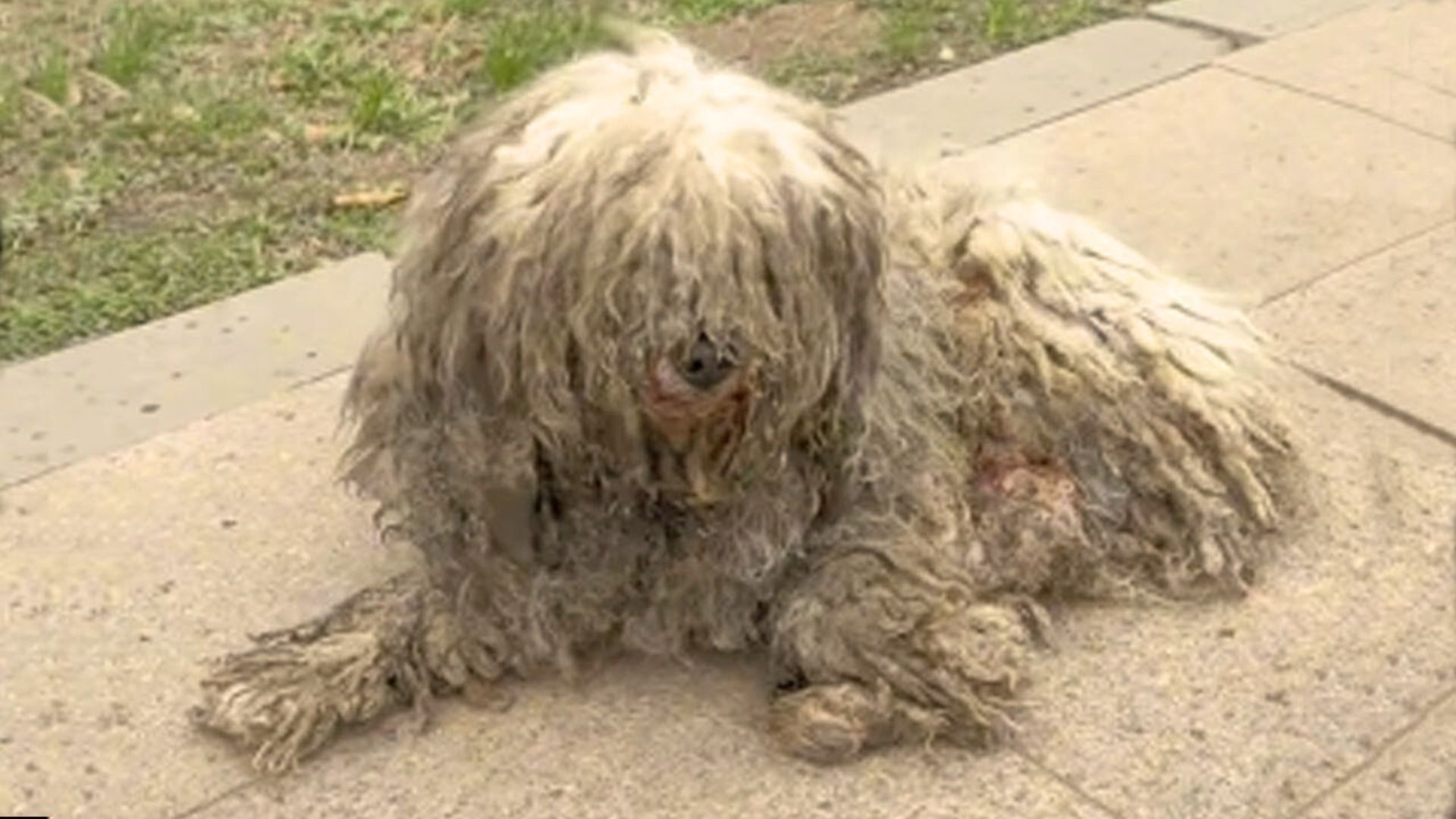 Rescuers Were Shocked To Find An Injured Motionless Pup On The Street And Rushed To His Aid