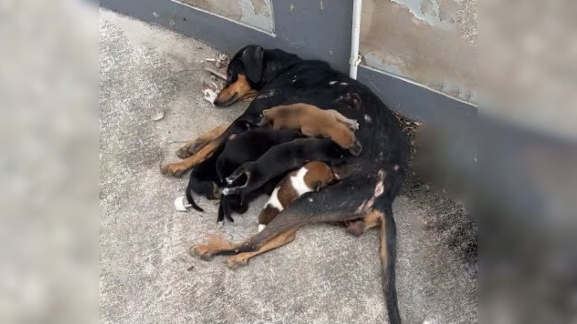 Injured Mama Pup Refused To Give Up Hope Because She Wanted To Get Her Babies Off The Street