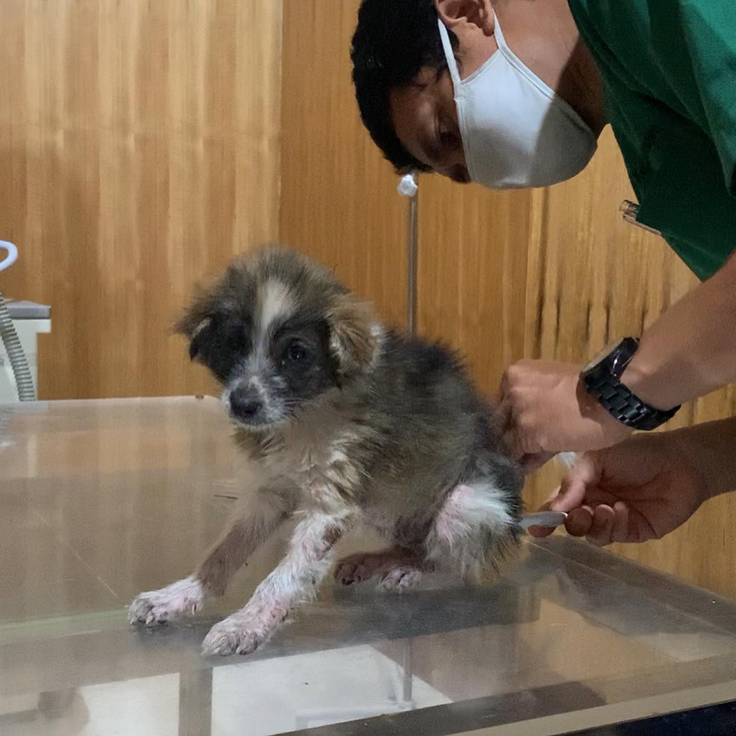 injured puppy at veterinarian