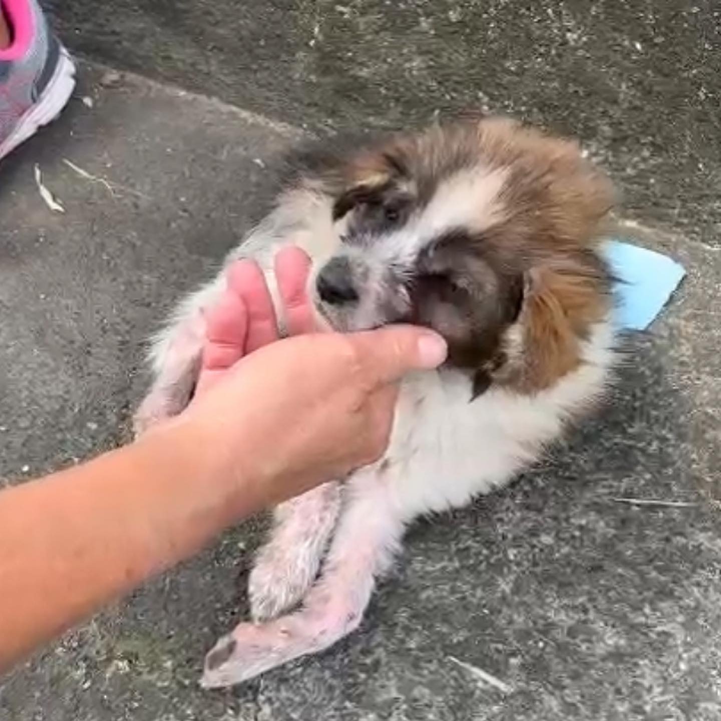 injured puppy found by human