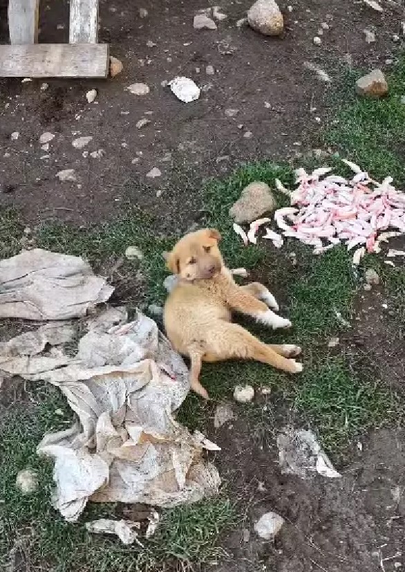 injured puppy outdoor (2)