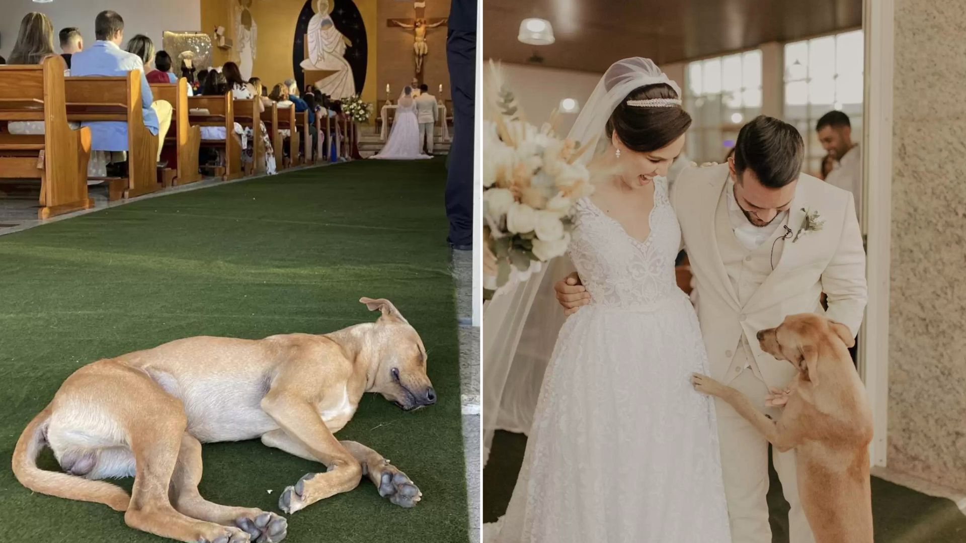 Adorable Stray Dog Crashes Wedding Ceremony And Steals The Whole Show