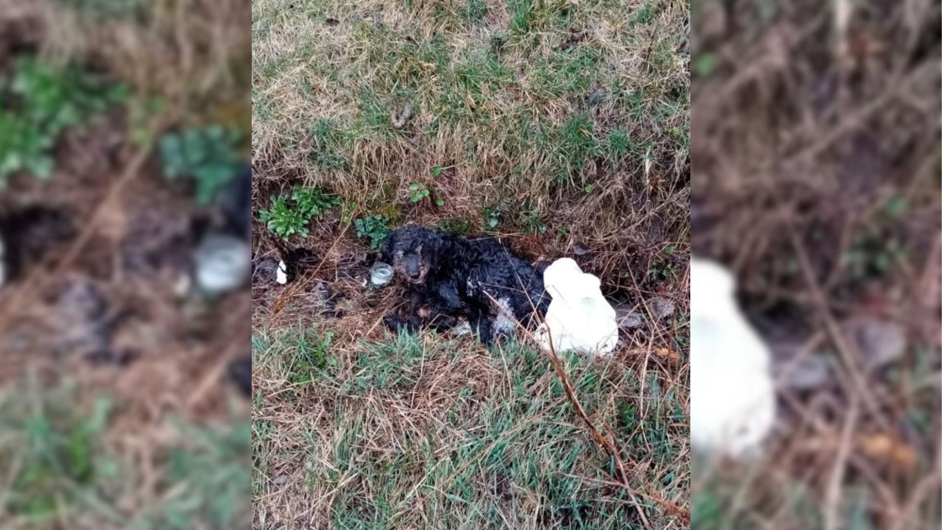 Rescuers Found This Matted Dog Lying In A Ditch And Gave Him A New Chance At Life