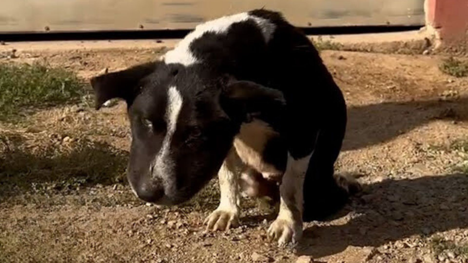 Abandoned Puppy Hit By A Car Transforms Into The Happiest Dog