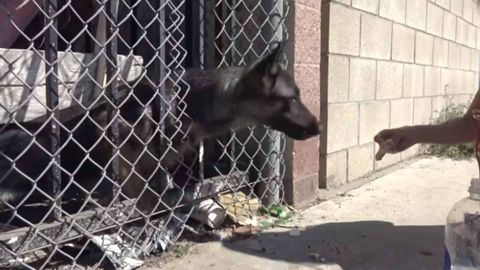 Injured Stray German Shepherd Pup Still Has A Place In Her Heart For Hoomans