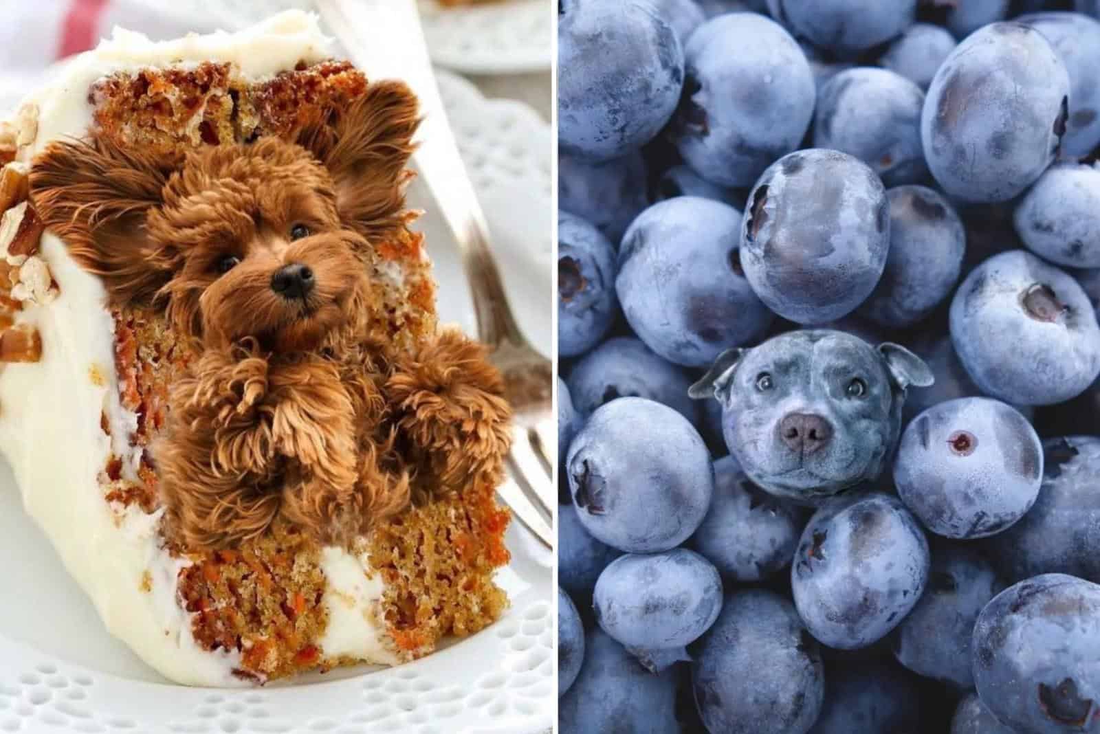 This Instagram Account Photoshops Dogs Into Food And It’s Hilarious