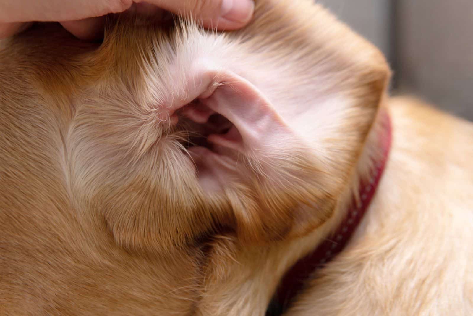 Interior of dog’s ear