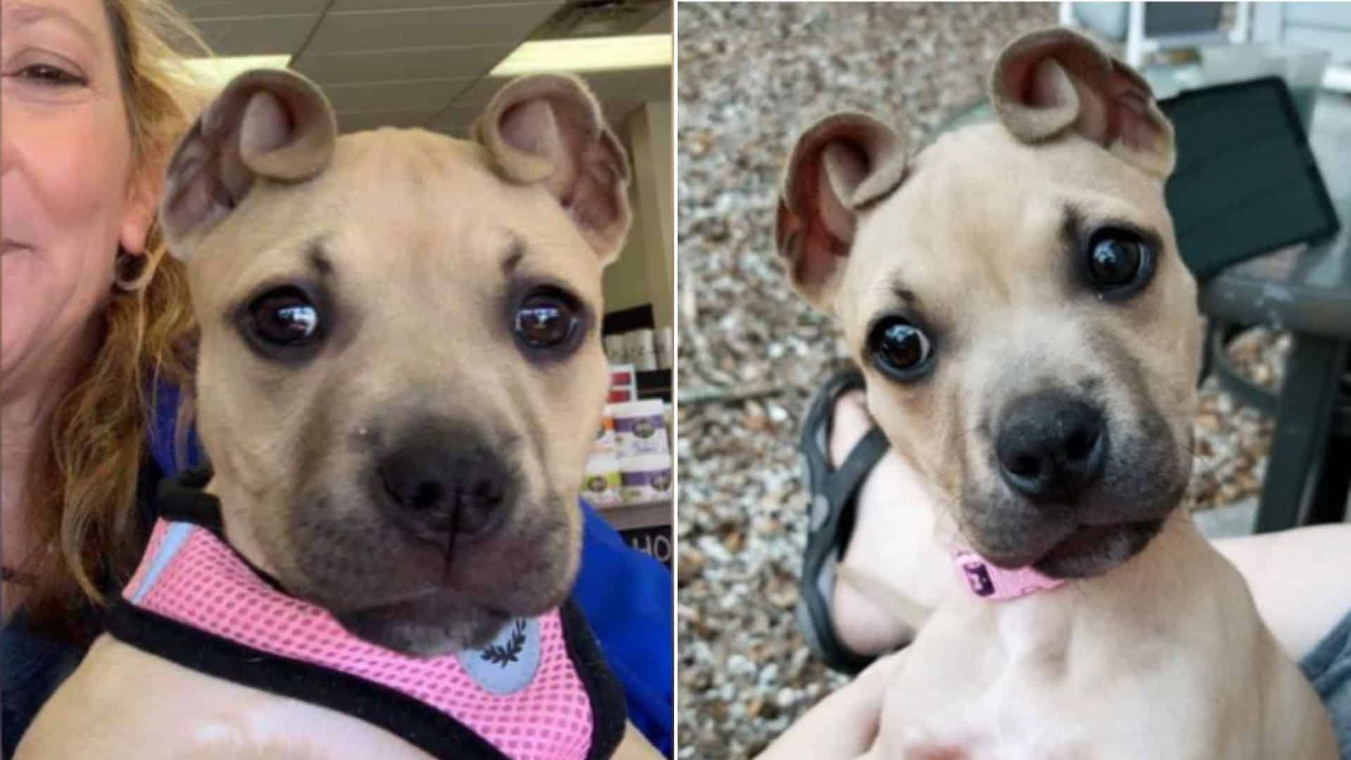 Internet Falls Head Over Heels For A Puppy With Cinnamon Roll Ears