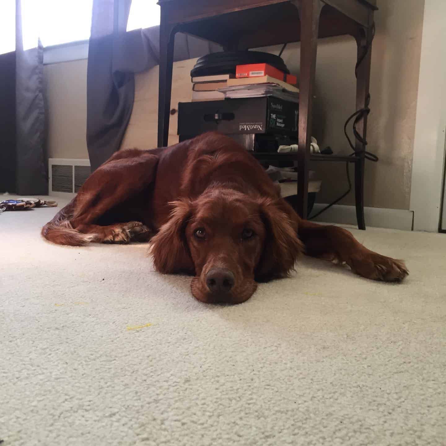 Irish Brittany laying on the floor