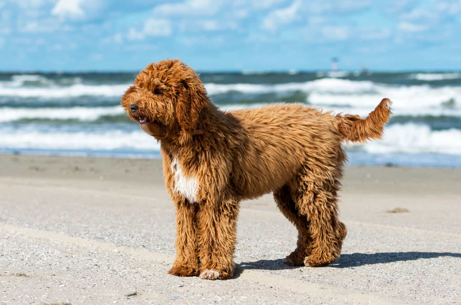 Irish Doodle standing on beach