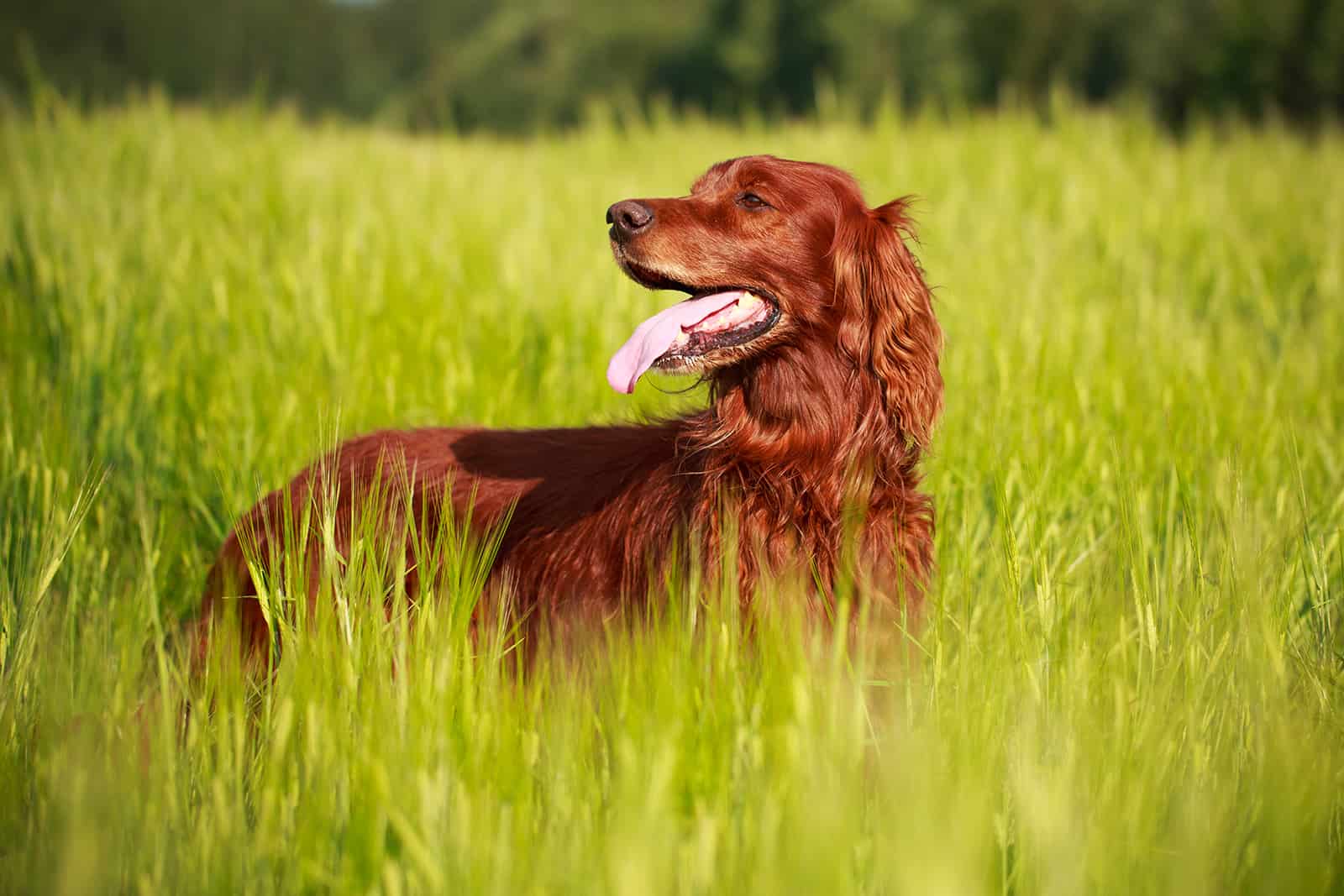 Red irish setter dog in field