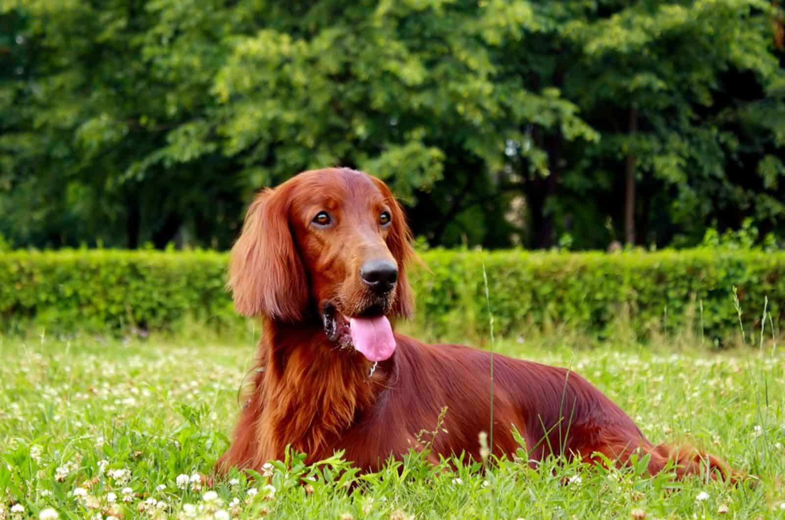 irish setter dog lying on the grass