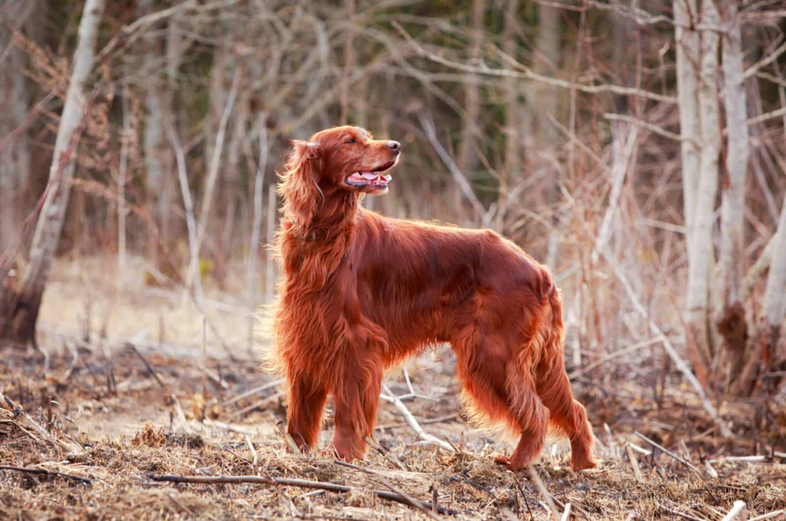 Irish Setter Growth Chart — What Is The Size They Set On?