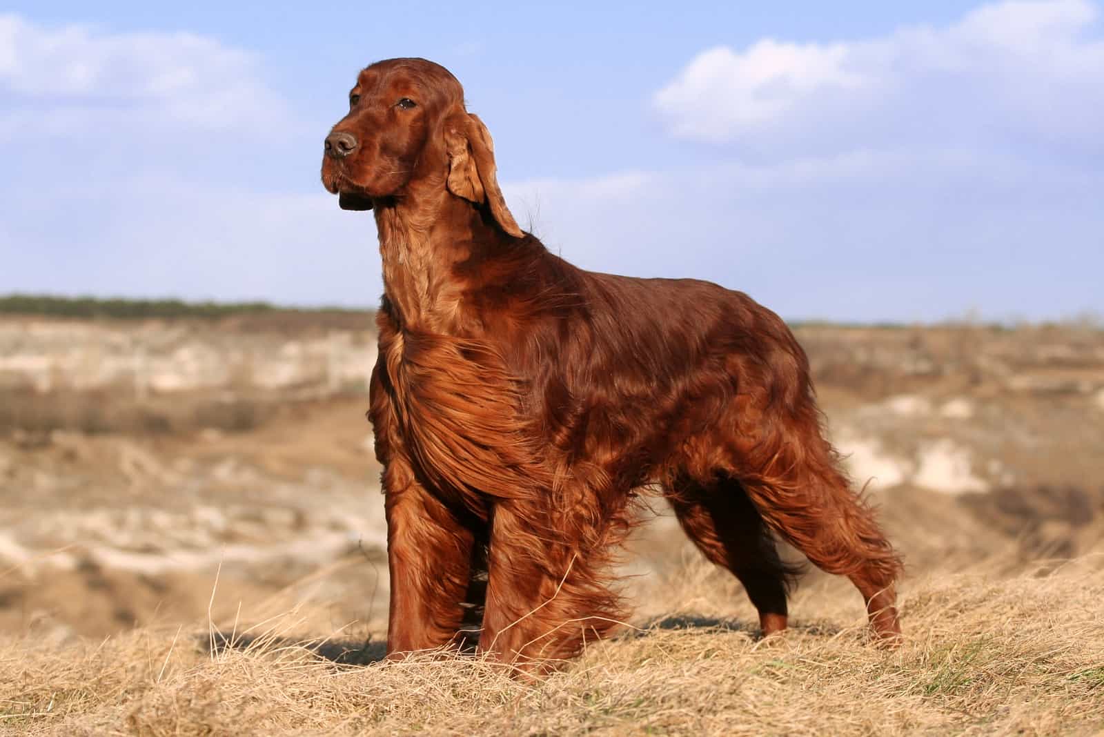 Irish Setter looking away