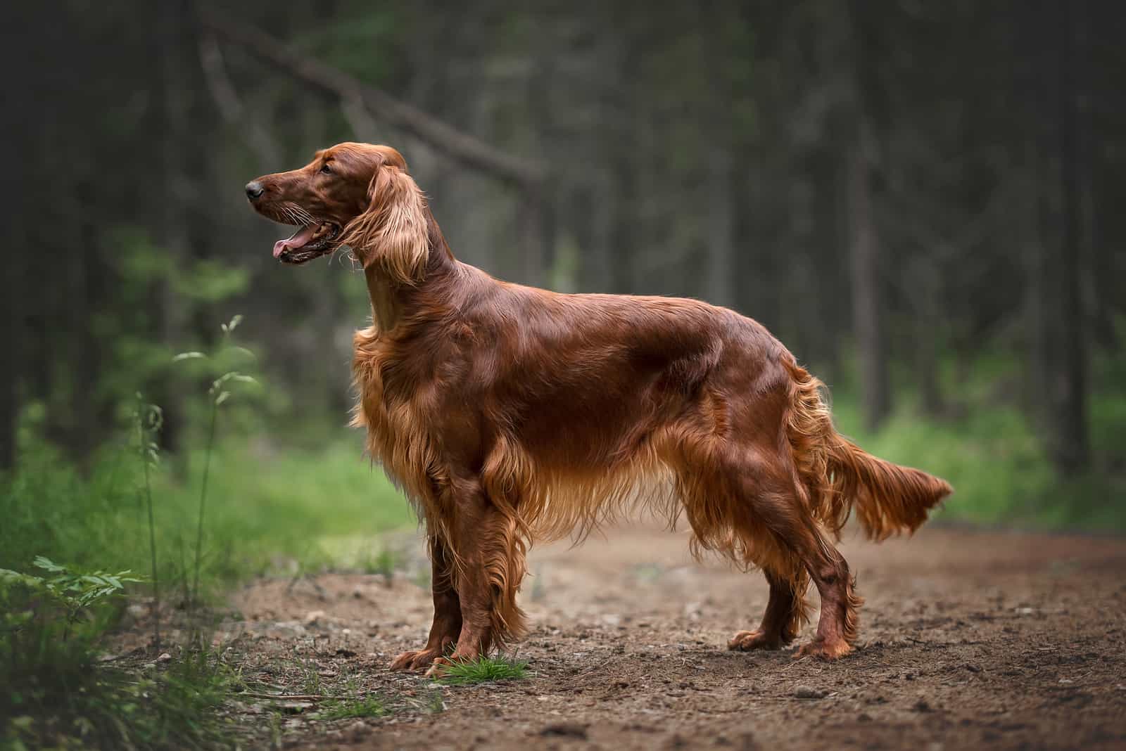 Irish Setter looking into distance