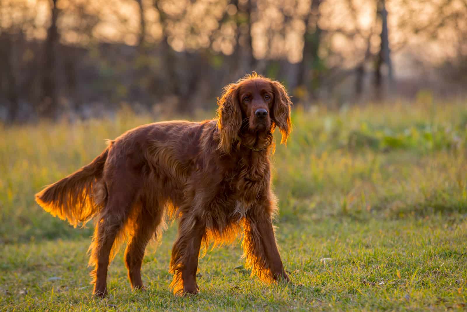 Irish Setter posing for photo