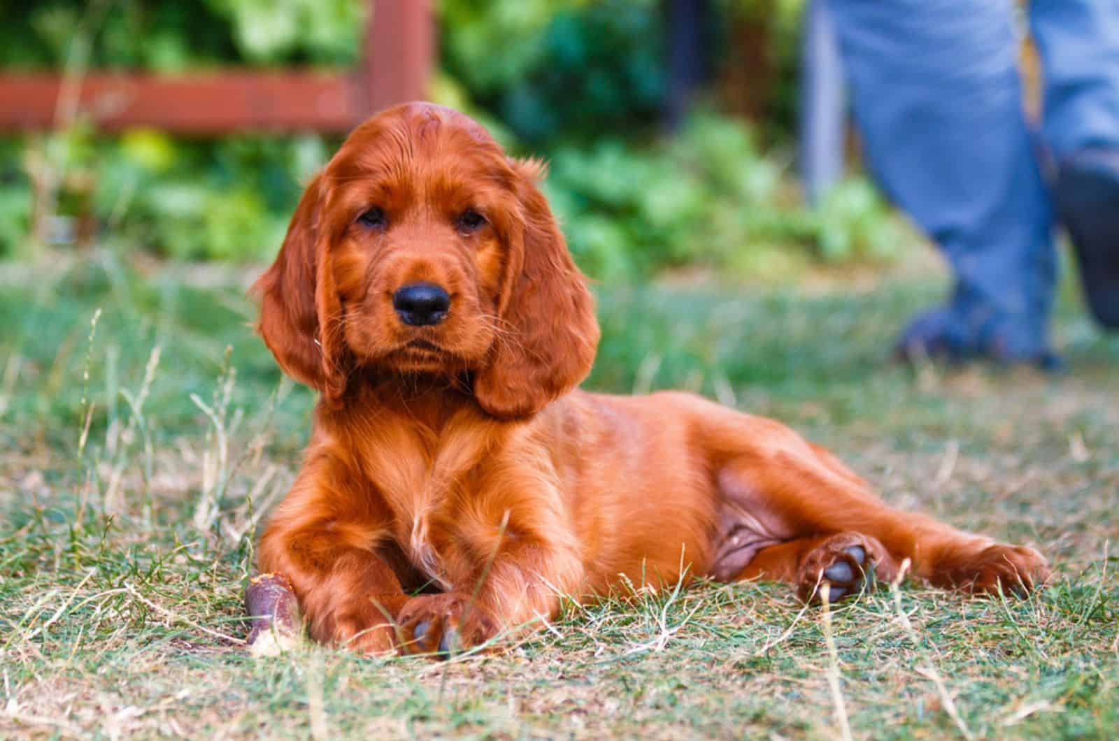 irish setter puppy lying on the grass