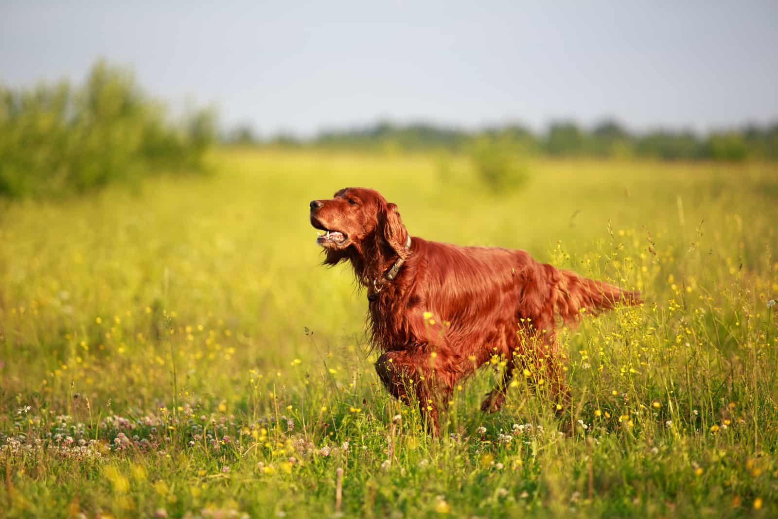 Irish Setter running on field