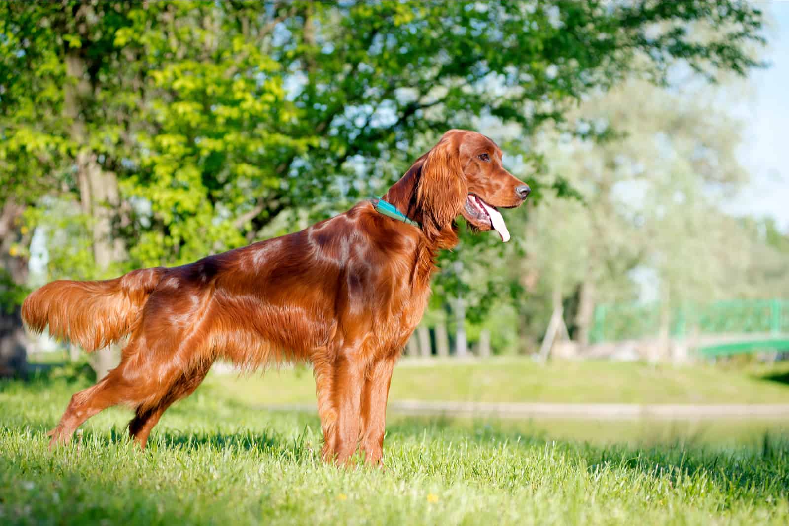 Irish Setter standing on grass