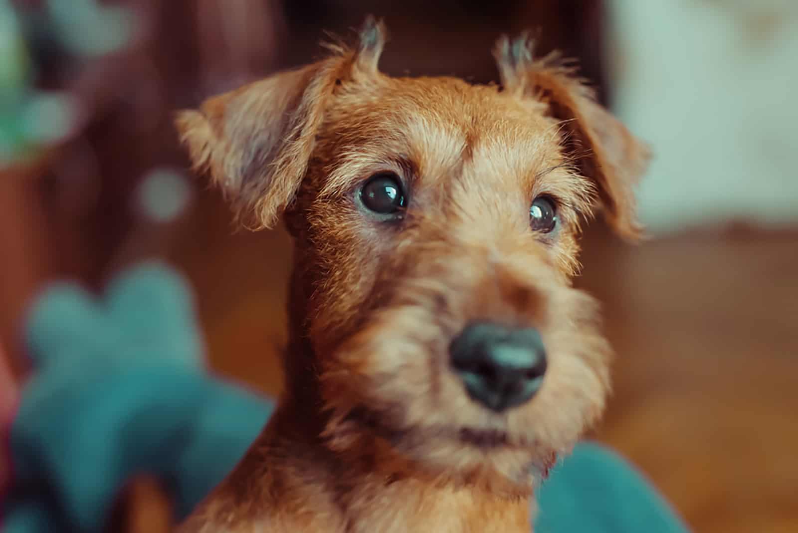 irish terrier puppy indoors