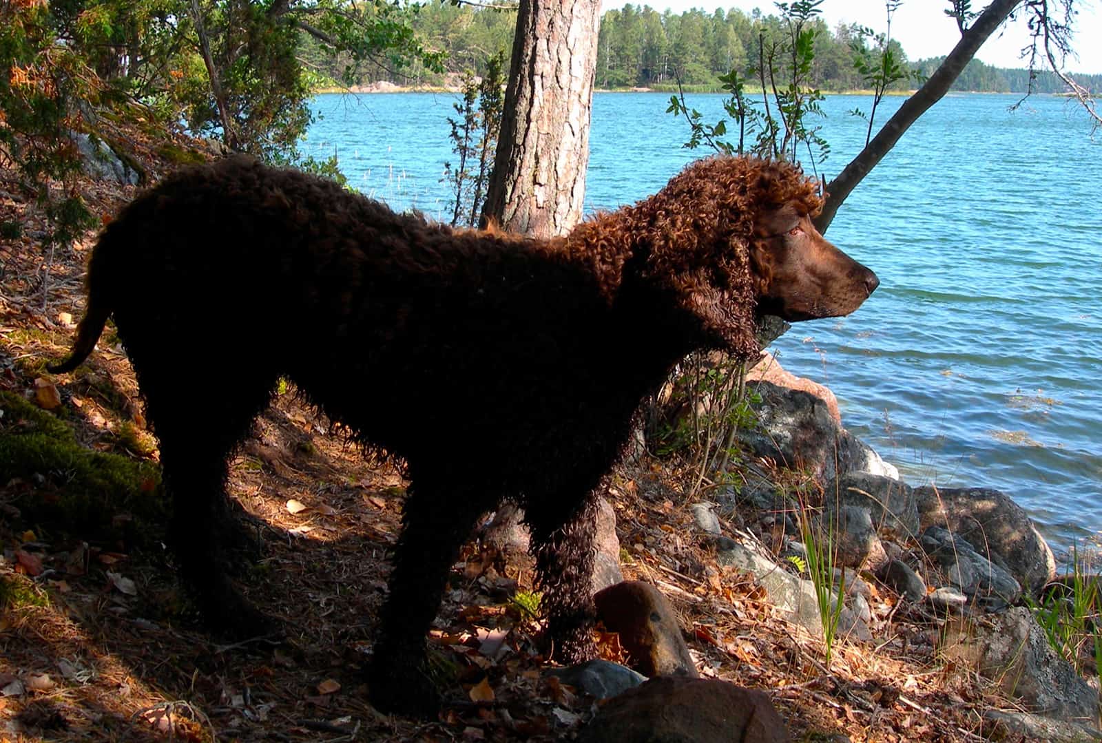 Irish water spaniel standing near the lake