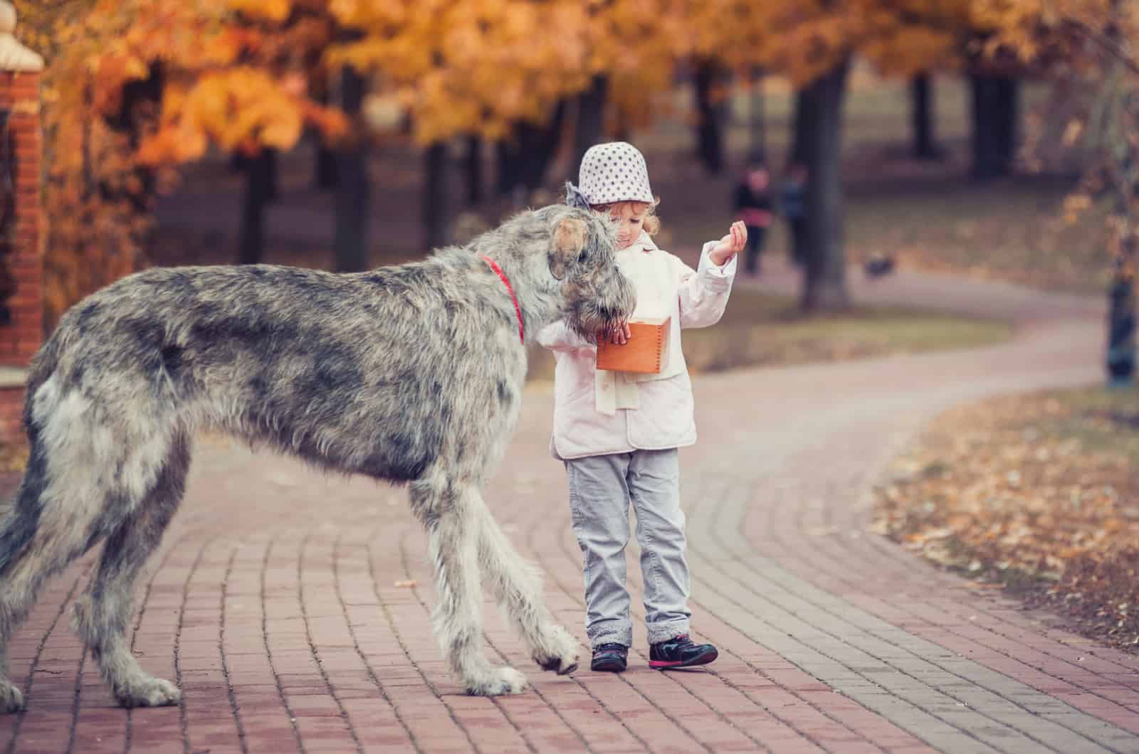 irish wolfhound and a girl