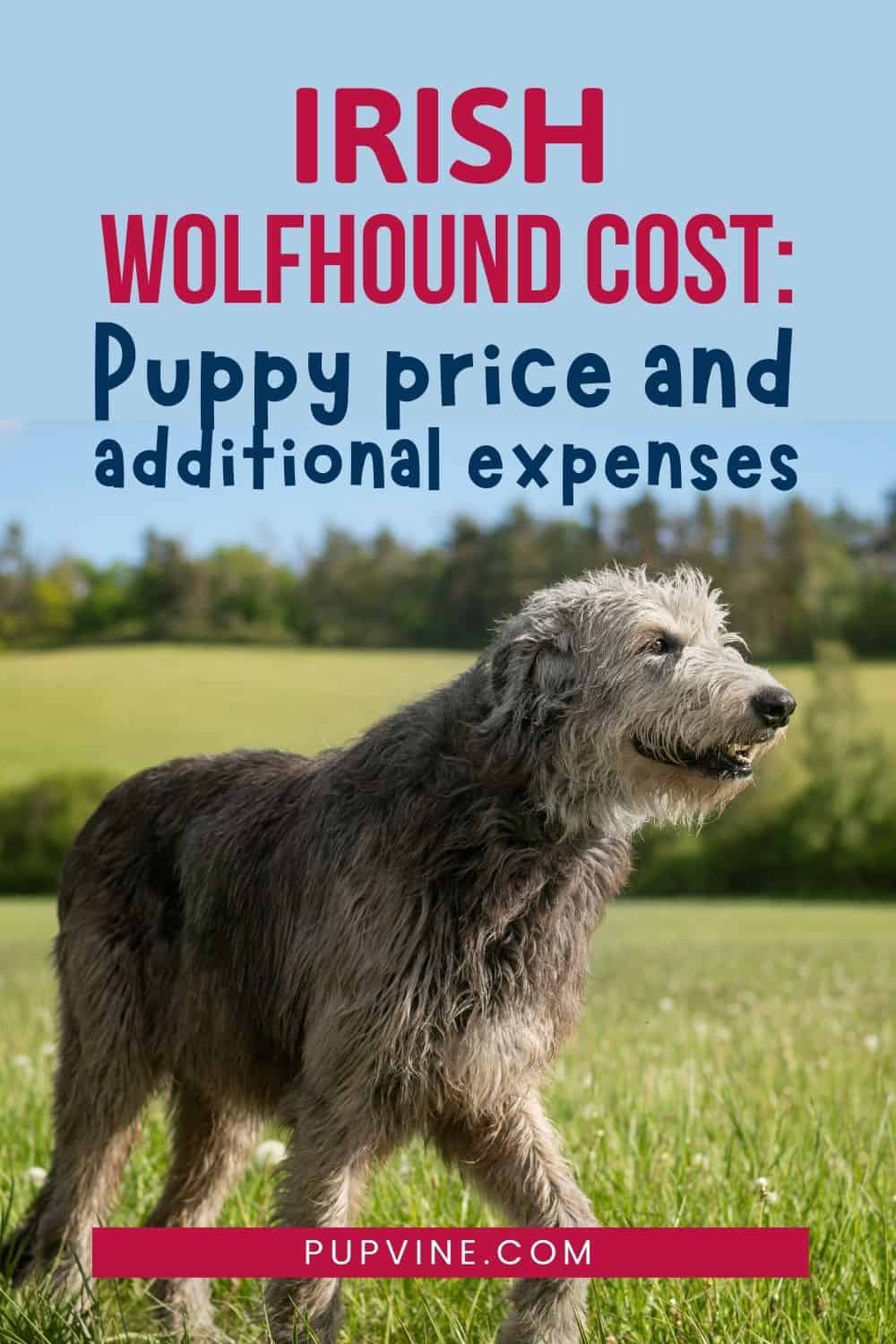 Irish Wolfhound Cost Puppy Price And Additional Expenses