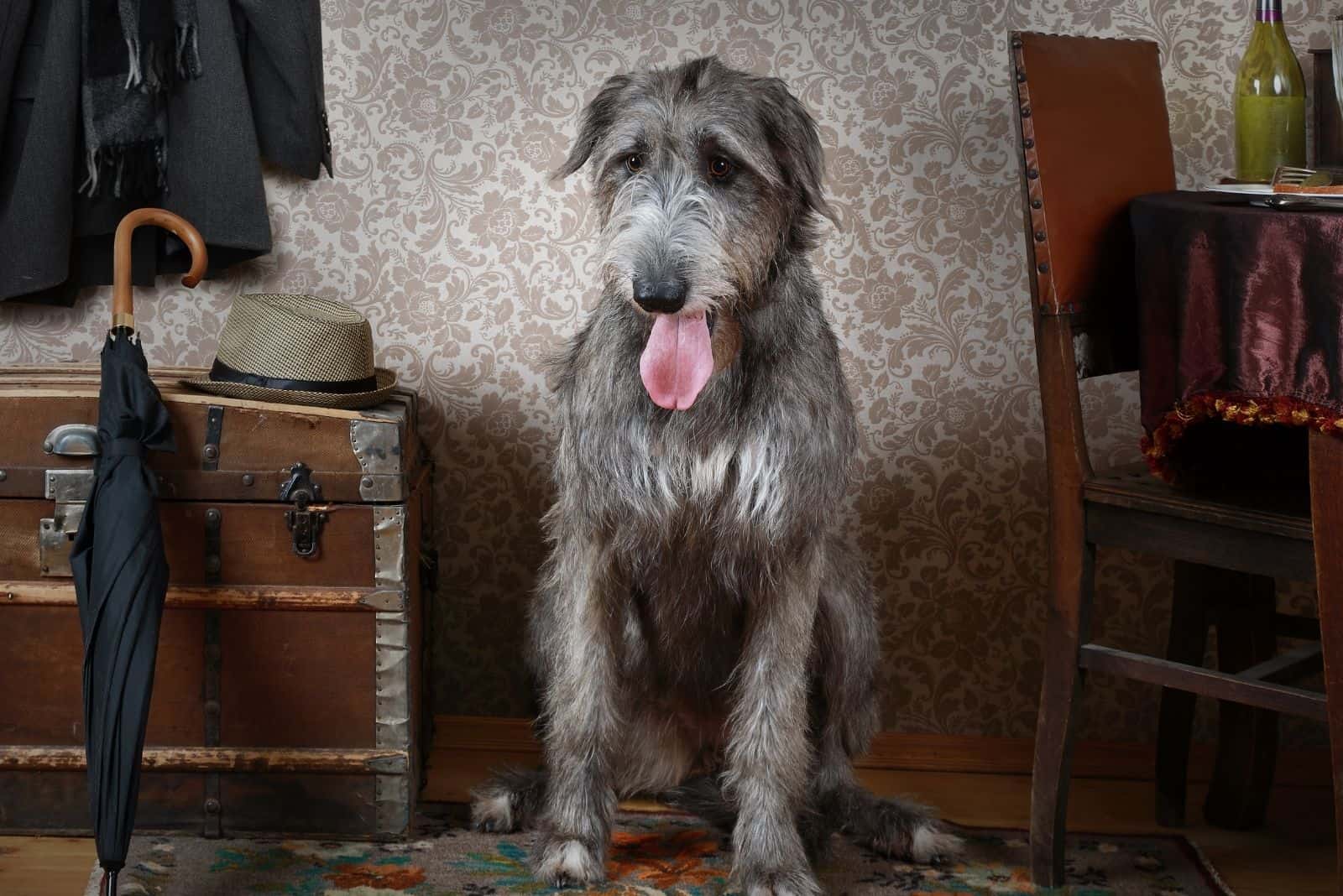 irish wolfhound dog standing indoors near the drawers