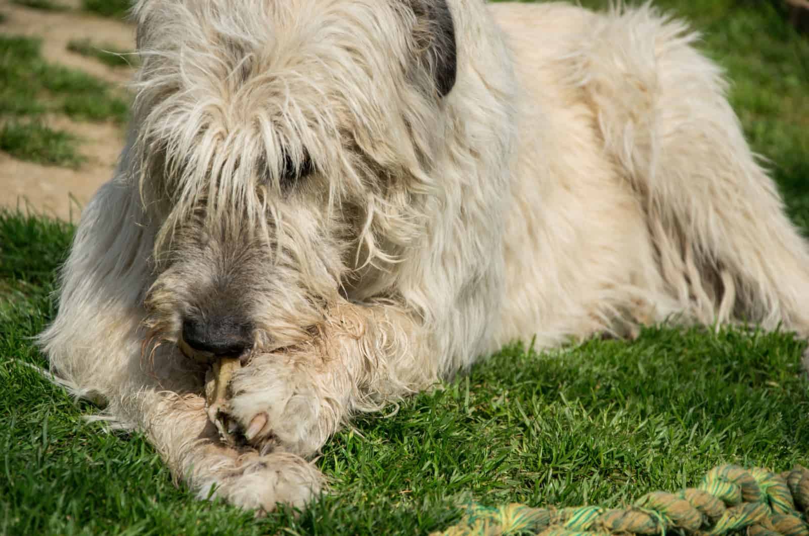 irish wolfhound eating a bone