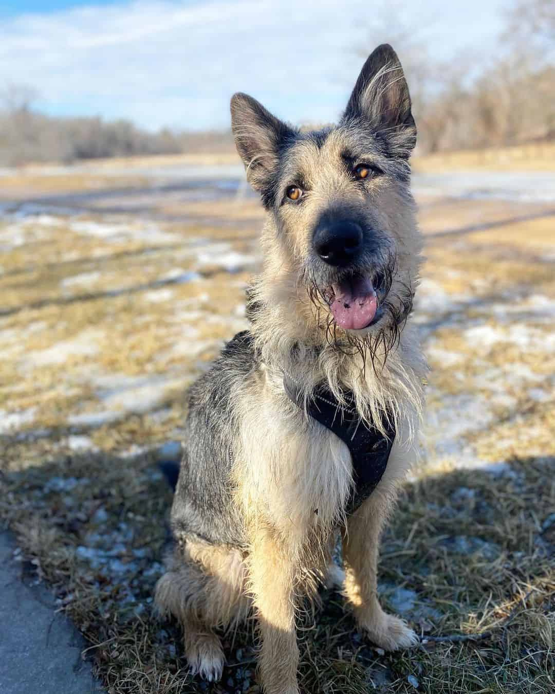 Irish Wolfhound German Shepherd Mix