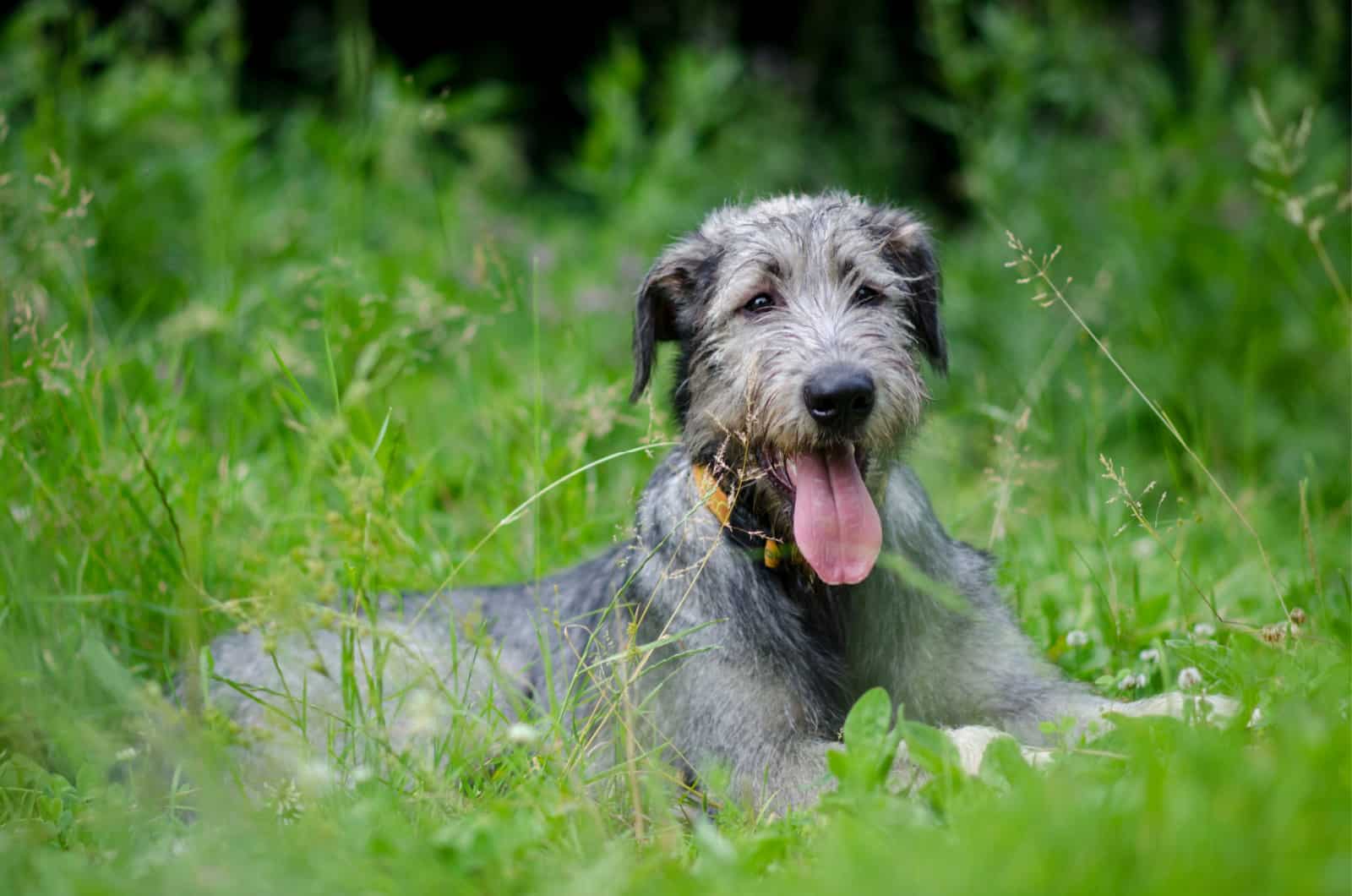 irish wolfhound in grass