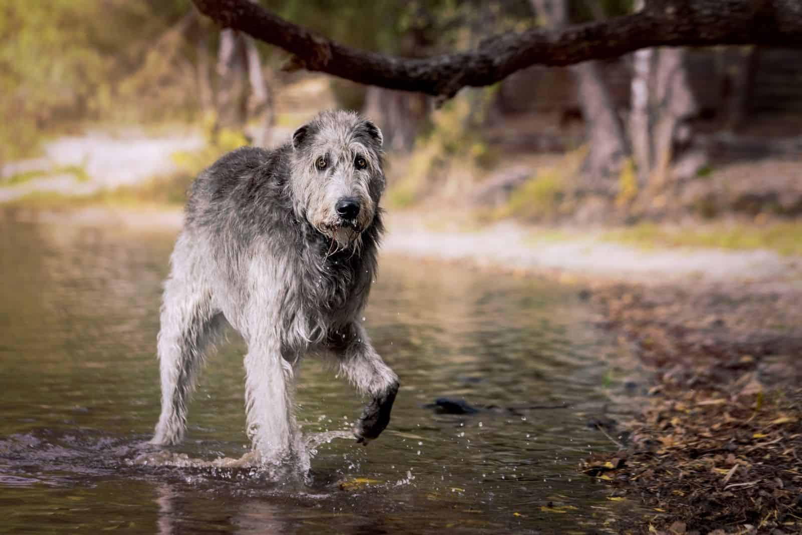 irish wolfhound in the waters walking and looking at the camera