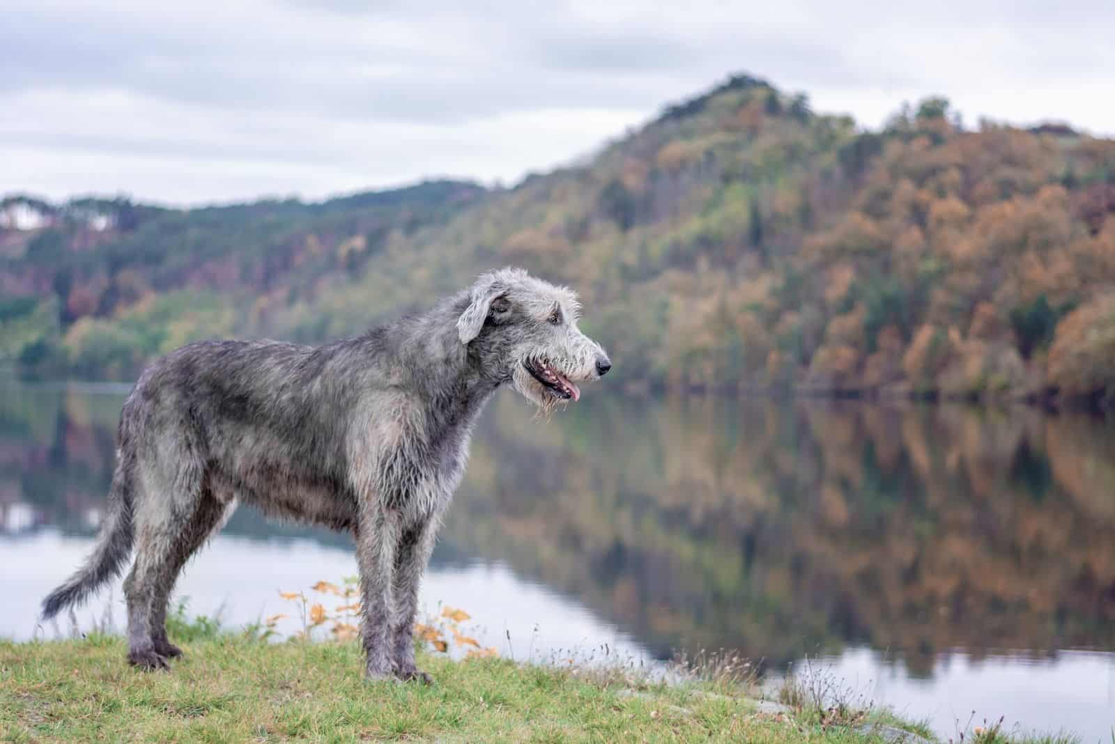 Irish Wolfhound Lifespan And Health Problems: An Overview