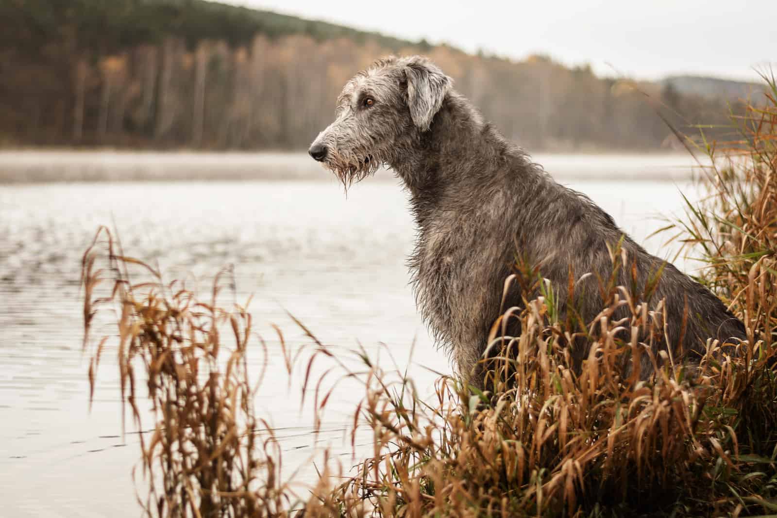 irish wolfhound